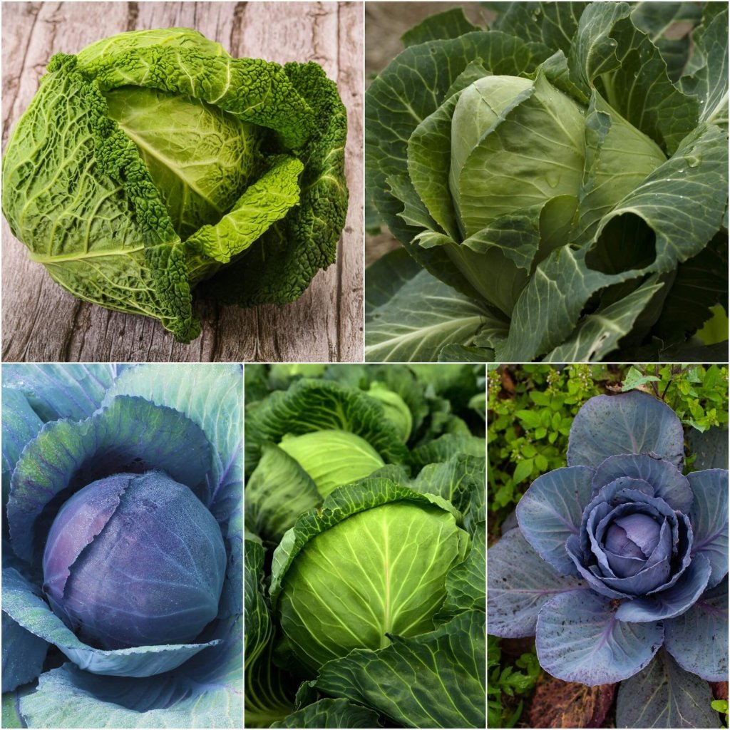 Cabbage Seeds - Assorted 5 Packs - Happy Valley Seeds