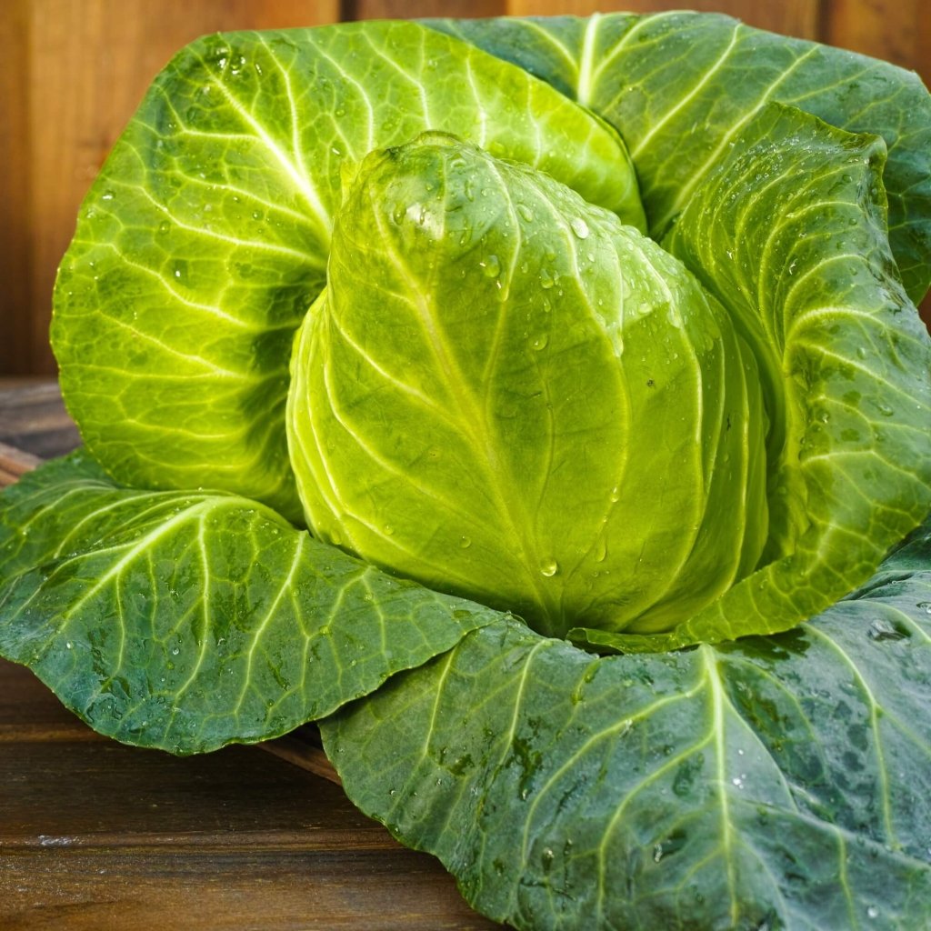 Cabbage - Sugarloaf seeds - Happy Valley Seeds