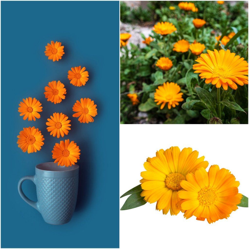 Calendula - Balls Improved Orange seeds - Happy Valley Seeds