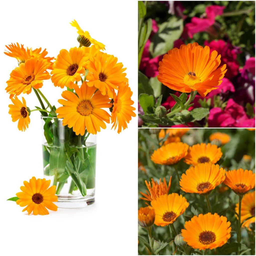 Calendula - Fiesta Gitana Mix seeds - Happy Valley Seeds