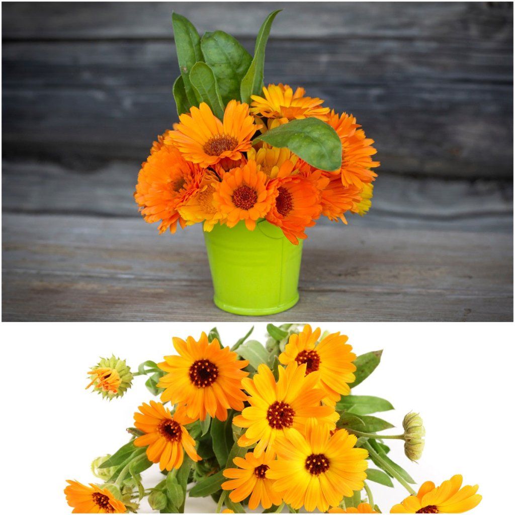 Calendula - Pacific Beauty Mix seeds - Happy Valley Seeds