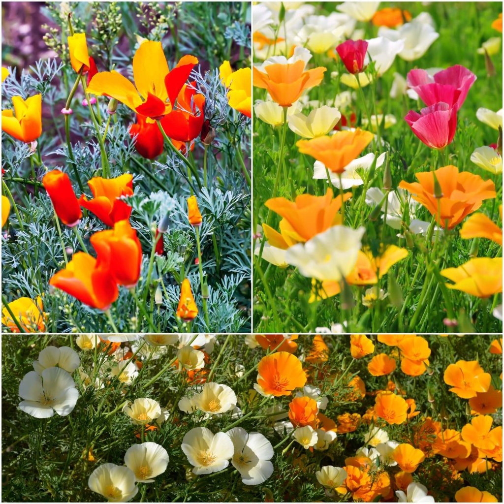 California Poppy Mission Bells Seeds – 100 Seeds – Easy Wildflowers – Happy Valley Seeds