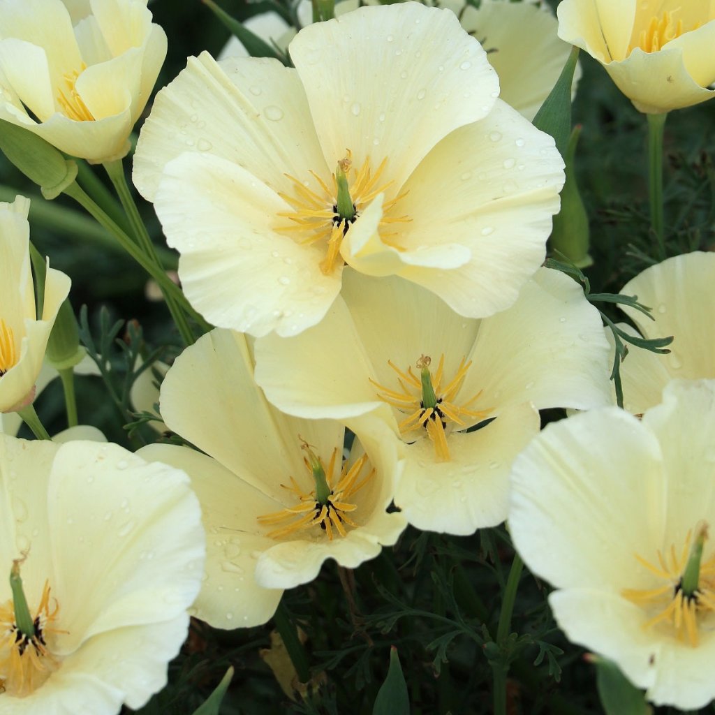 Californian Poppy - Alba Cream White seeds - Happy Valley Seeds