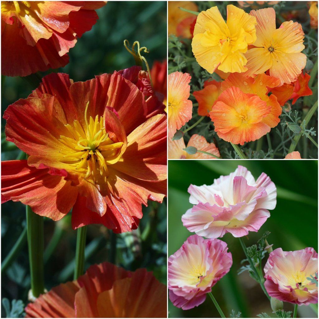 Californian Poppy - Ballerina Double Mix seeds - Happy Valley Seeds