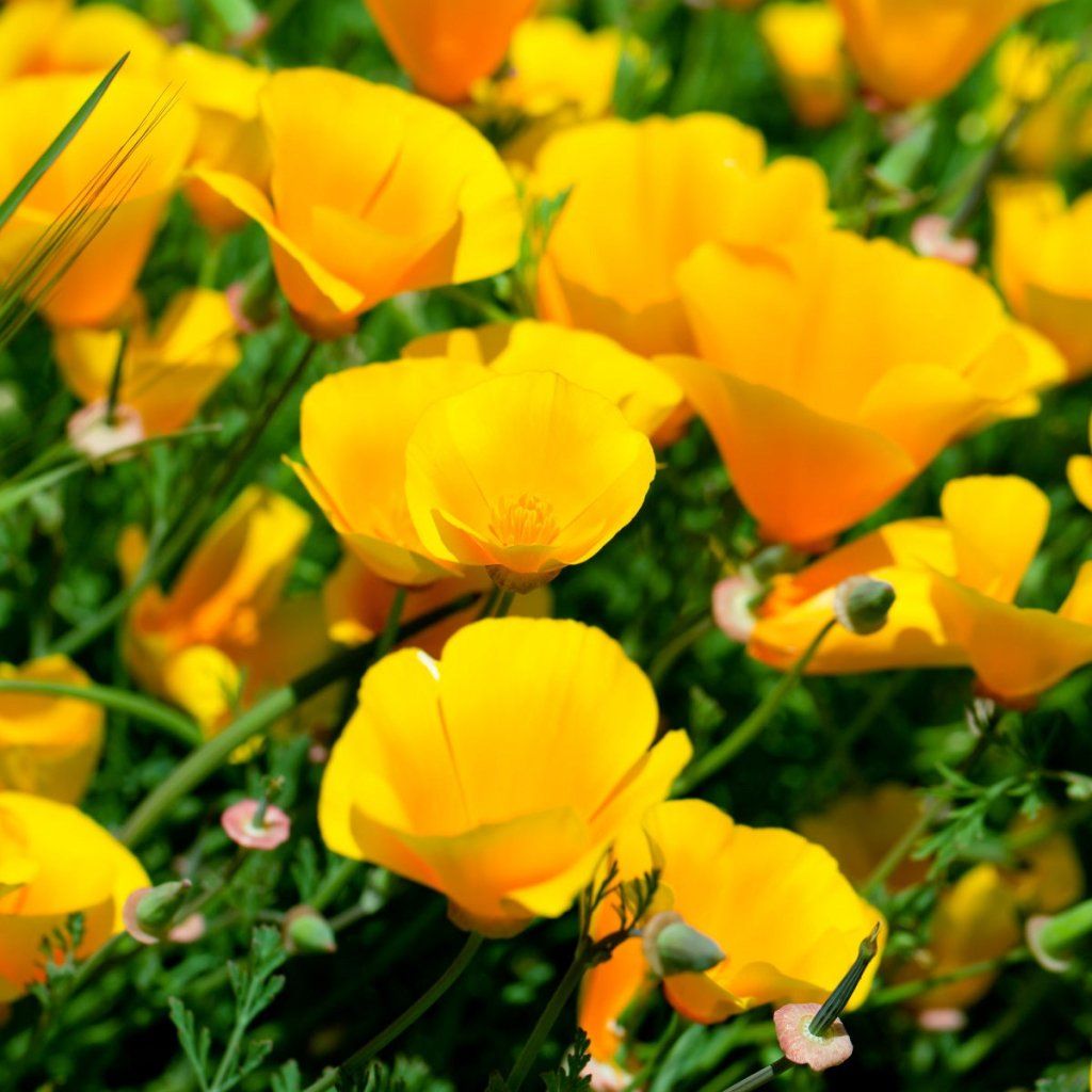 Californian Poppy - Golden West seeds - Happy Valley Seeds