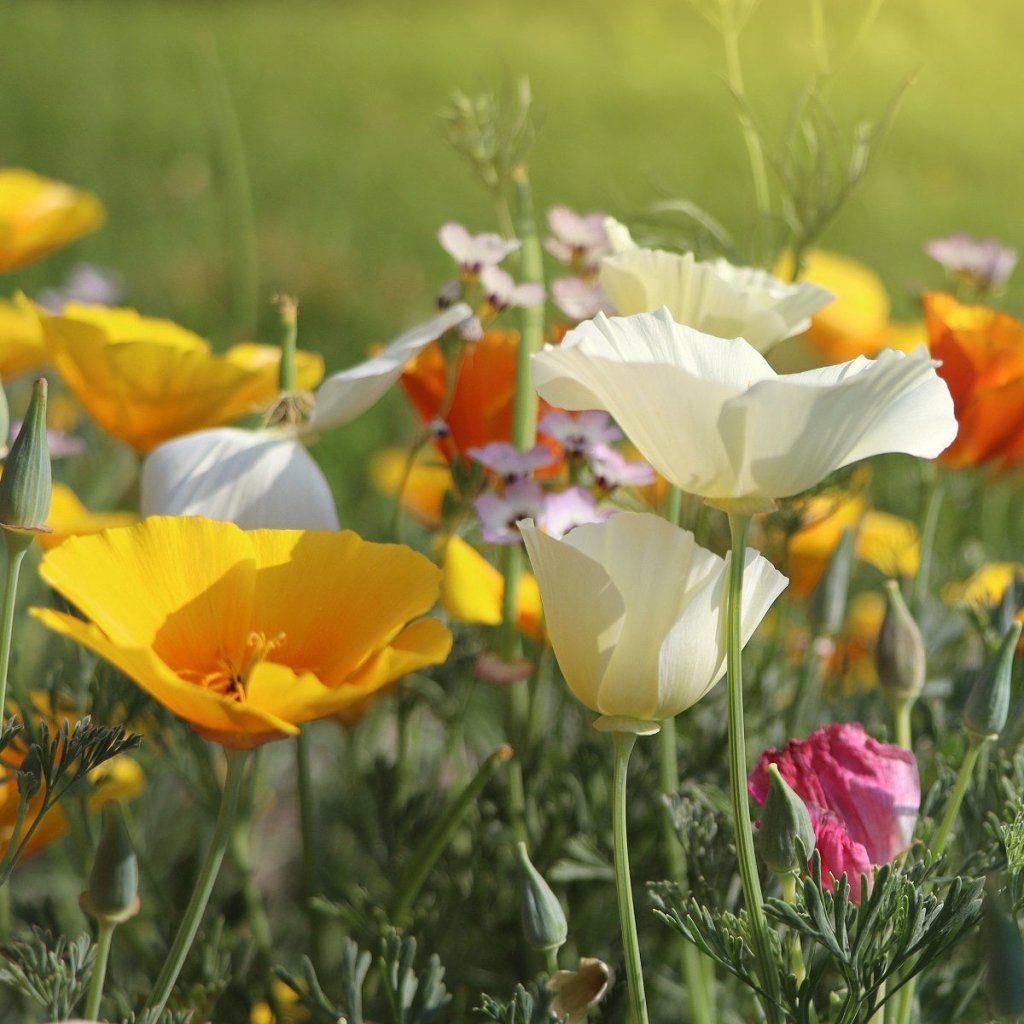 Californian Poppy - Single Choice Mixed seeds
