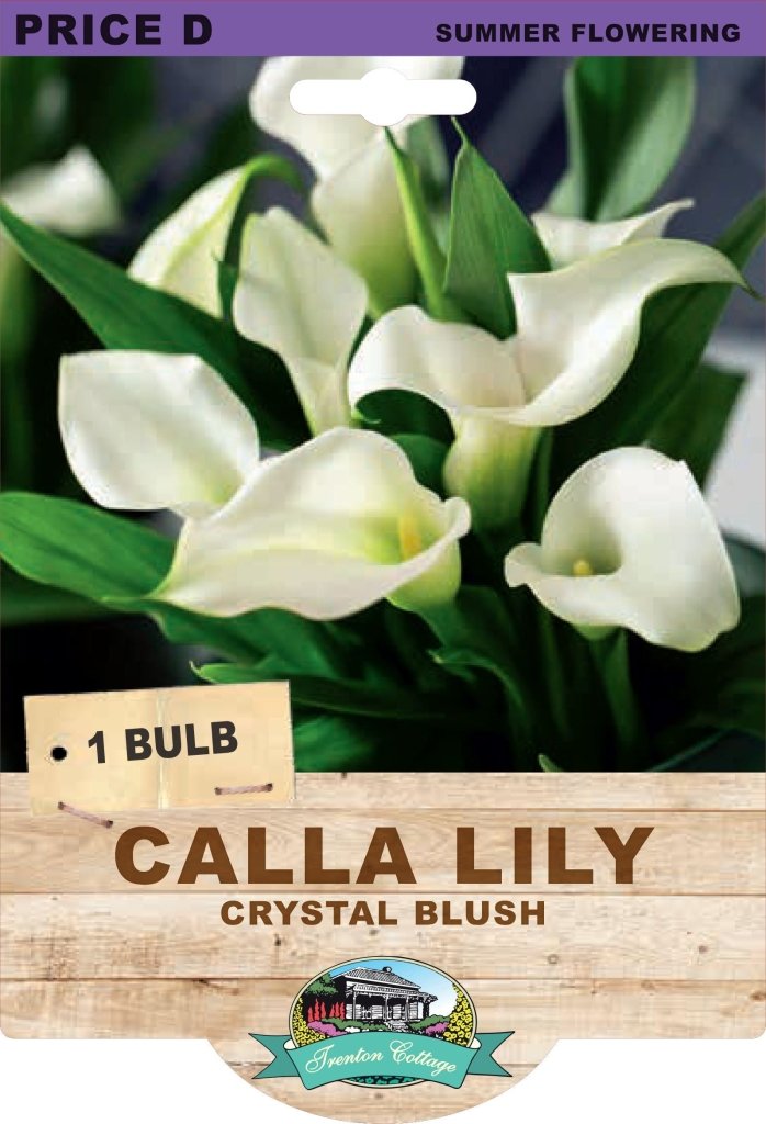 Calla Lily Crystal Blush (Pack of 1 Bulb) - Happy Valley Seeds