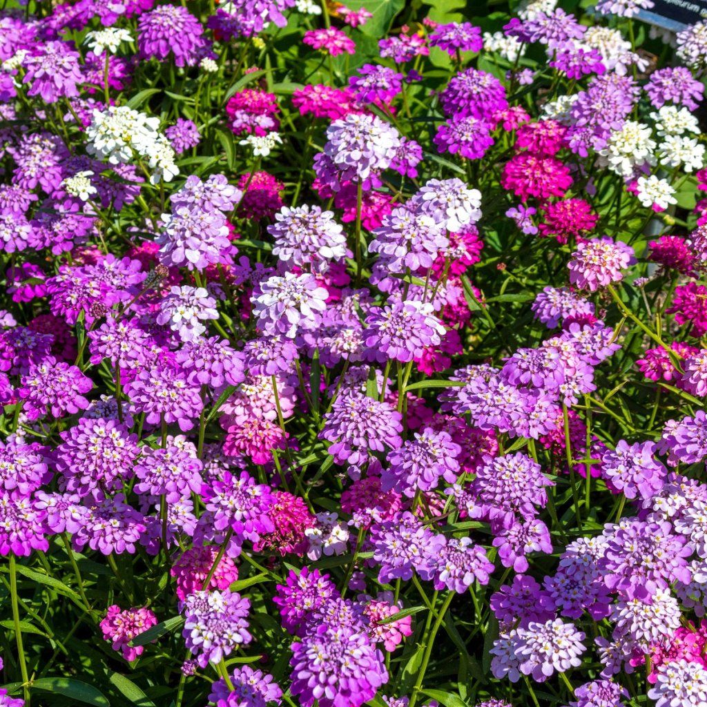 Candytuft - Dwarf Fairy seeds