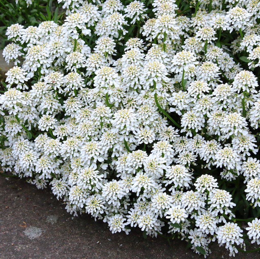 Candytuft - Empress White seeds