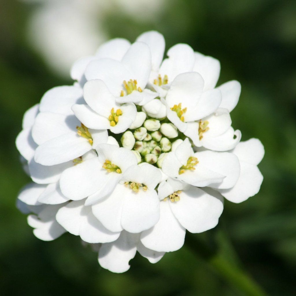 Candytuft - Empress White seeds