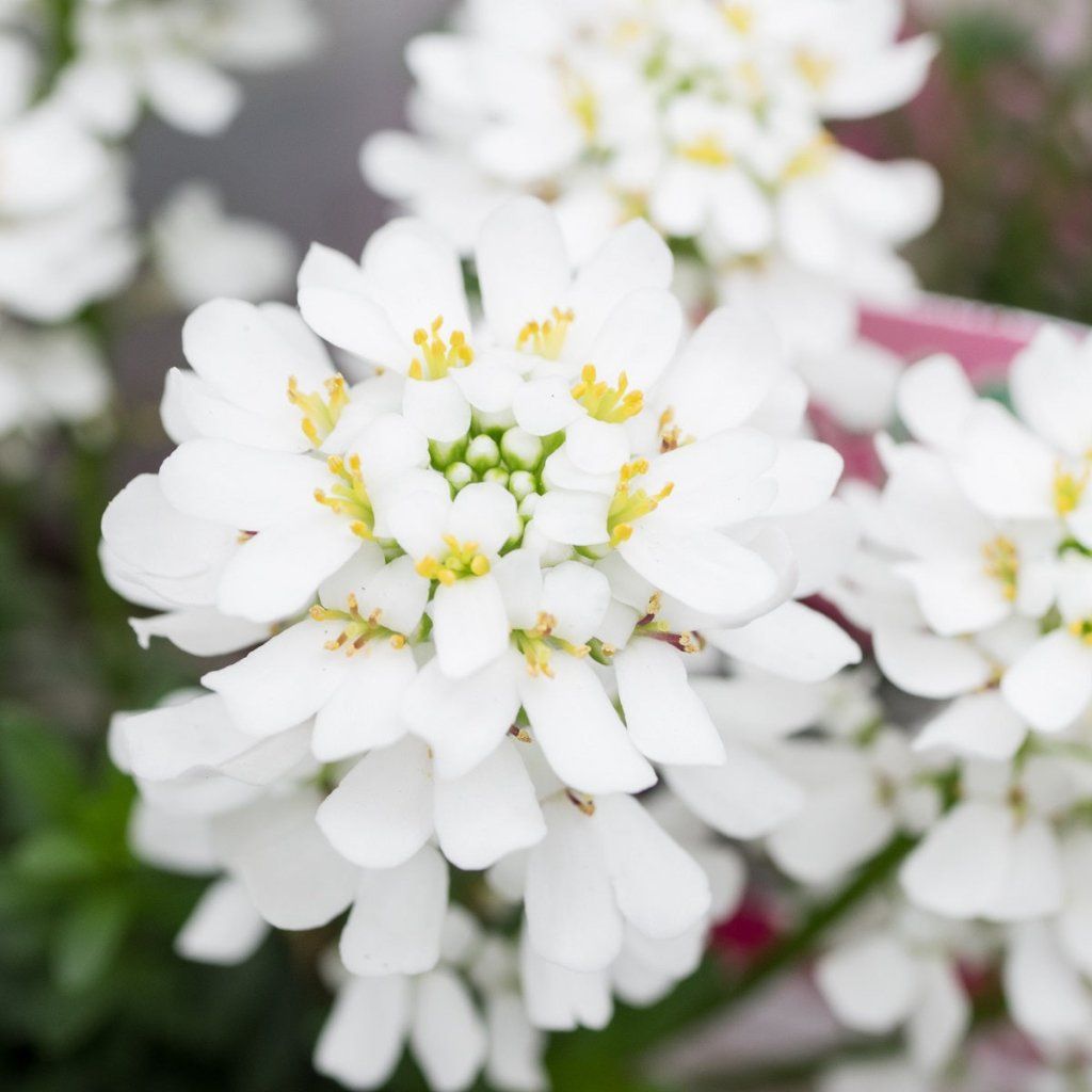 Candytuft - Gibraltarica seeds