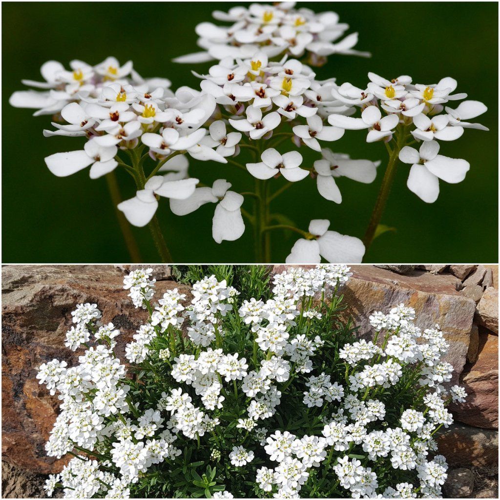 Candytuft - Iceberg seeds - Happy Valley Seeds