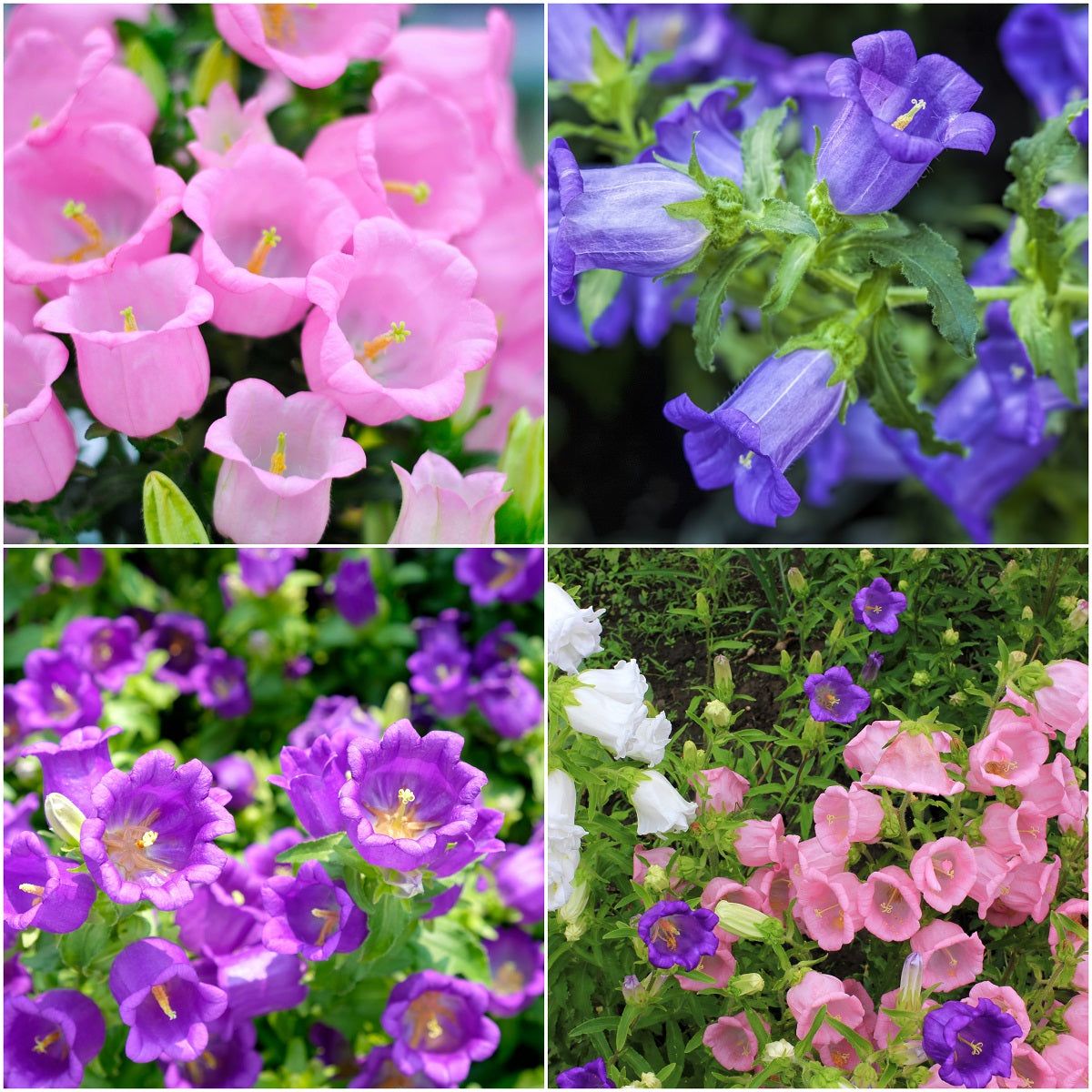 Canterbury Bells - Cup and Saucer Mix seeds