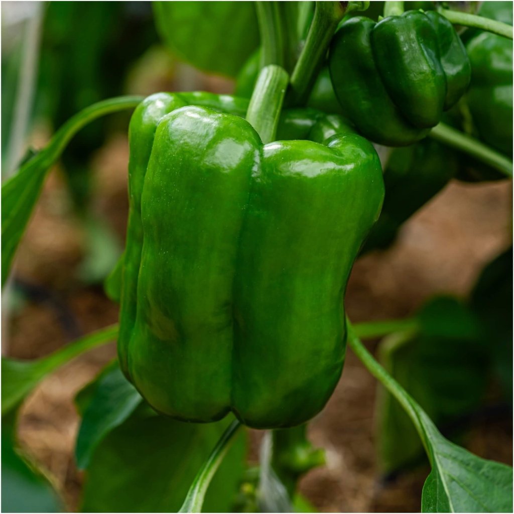 Capsicum - Superset F1 seeds - Happy Valley Seeds