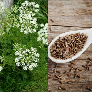 Caraway seeds