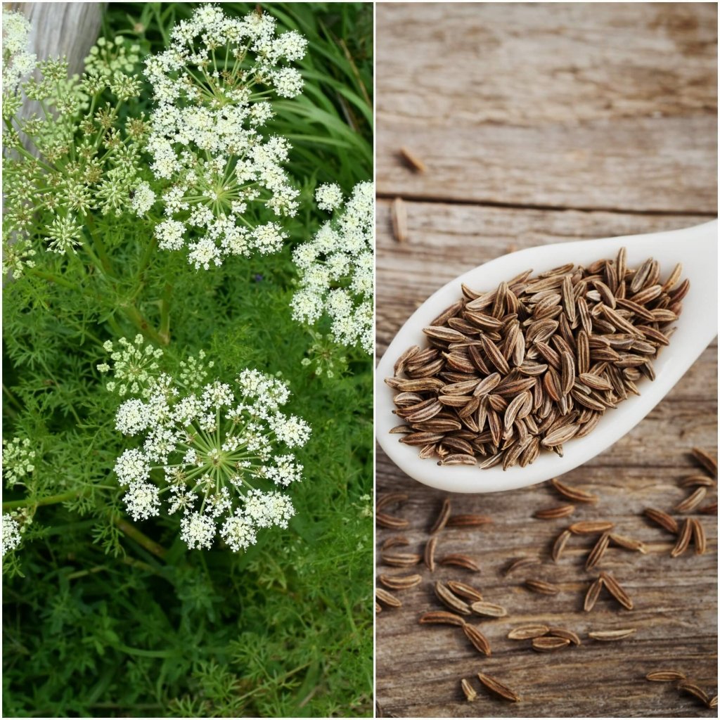 Caraway seeds - Happy Valley Seeds