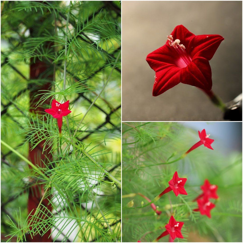 cardinal flower vine seeds Cardinal Climber Red seeds