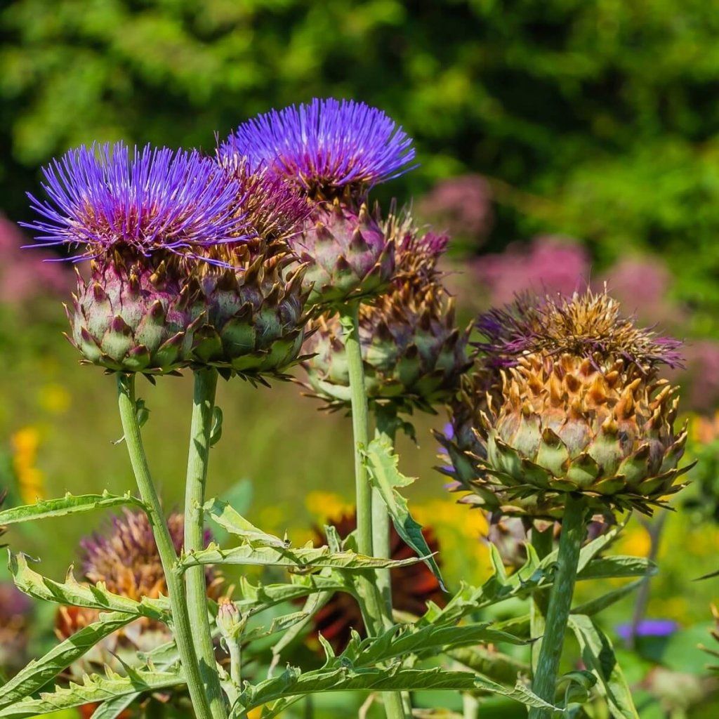 Cardoon seeds - Happy Valley Seeds