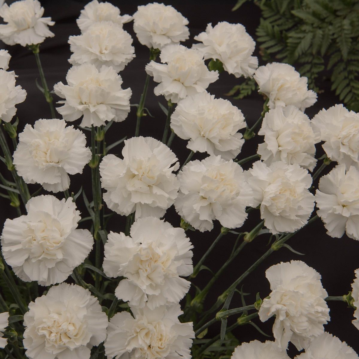 Carnation - Grenadin White Double seeds