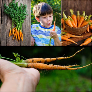 Carrot - Little Finger seeds