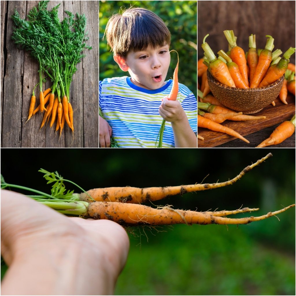 Carrot - Little Finger seeds - Happy Valley Seeds
