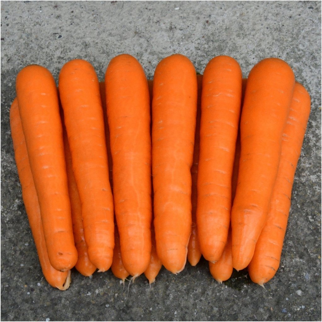 Carrot - Nantes Darcy seeds - Happy Valley Seeds