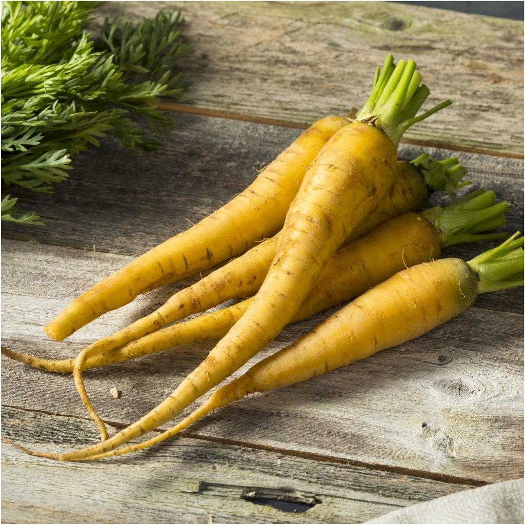 Carrot - Solar Yellow seeds - Happy Valley Seeds