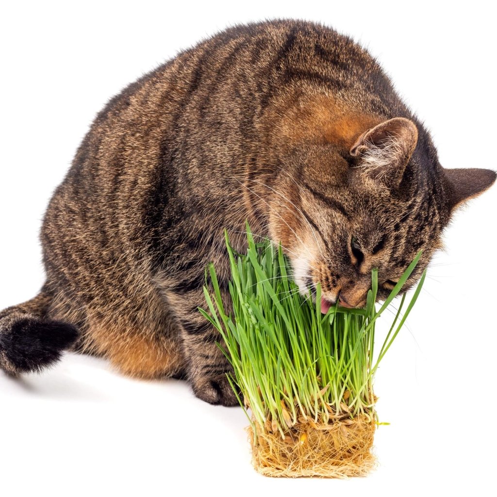 Buy Catgrass seeds Online Happy Valley Seeds