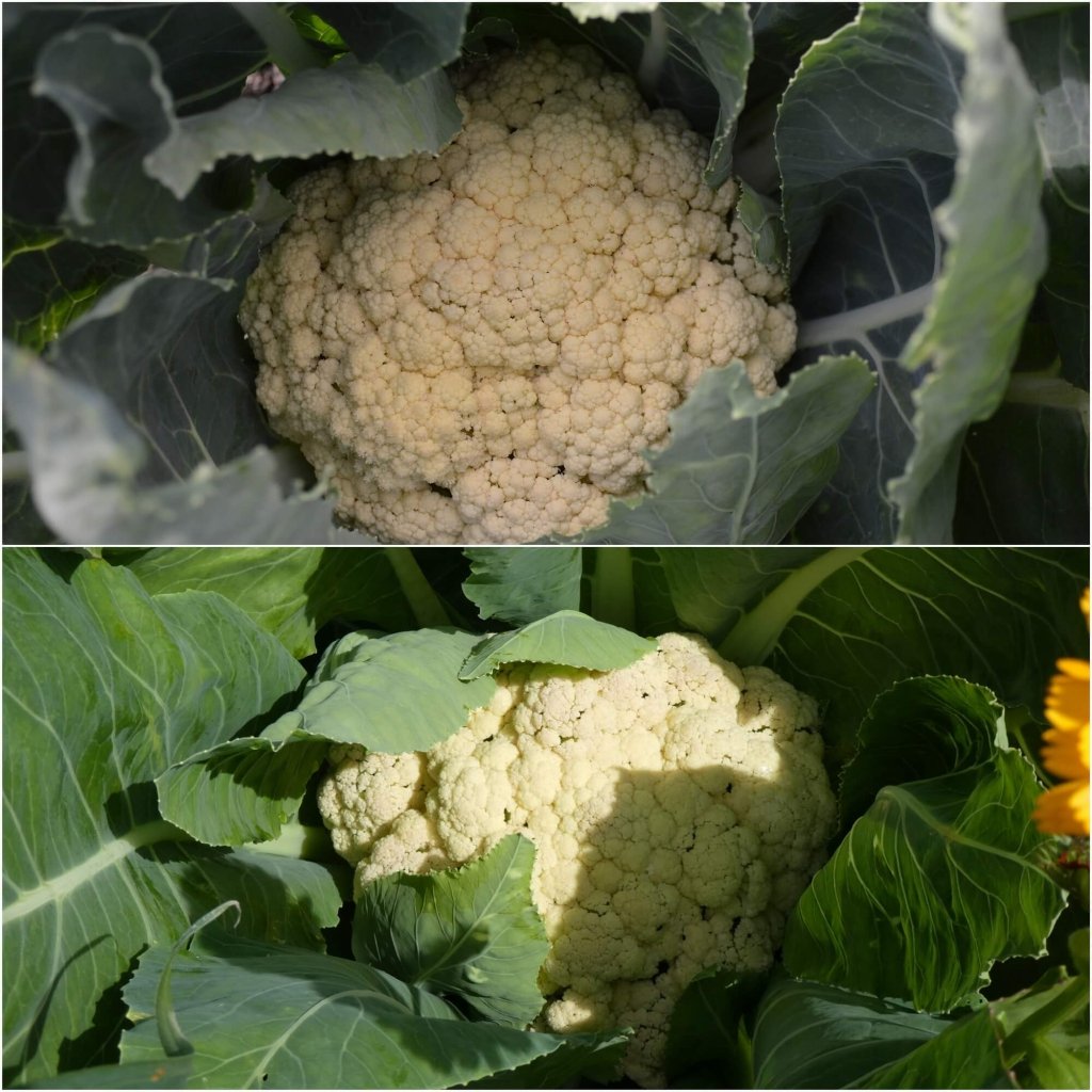 Cauliflower - All Year Round seeds - Happy Valley Seeds