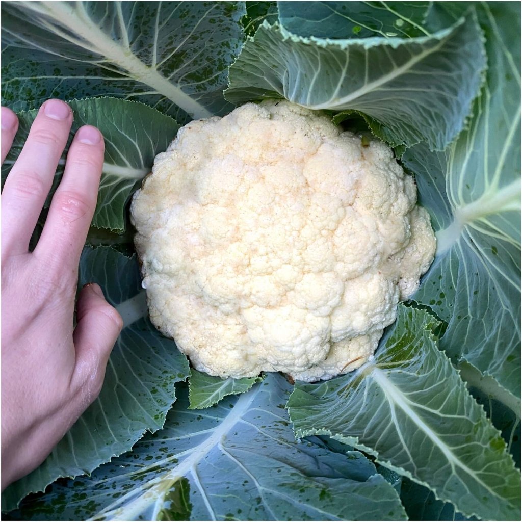 Cauliflower - Cloud F1 seeds - Happy Valley Seeds