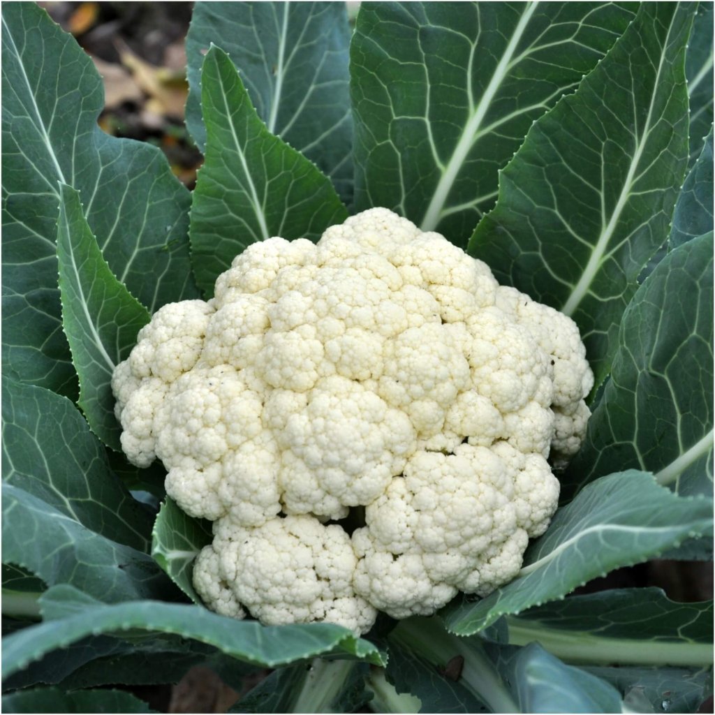 Cauliflower - F1 Hybrid seeds - Happy Valley Seeds