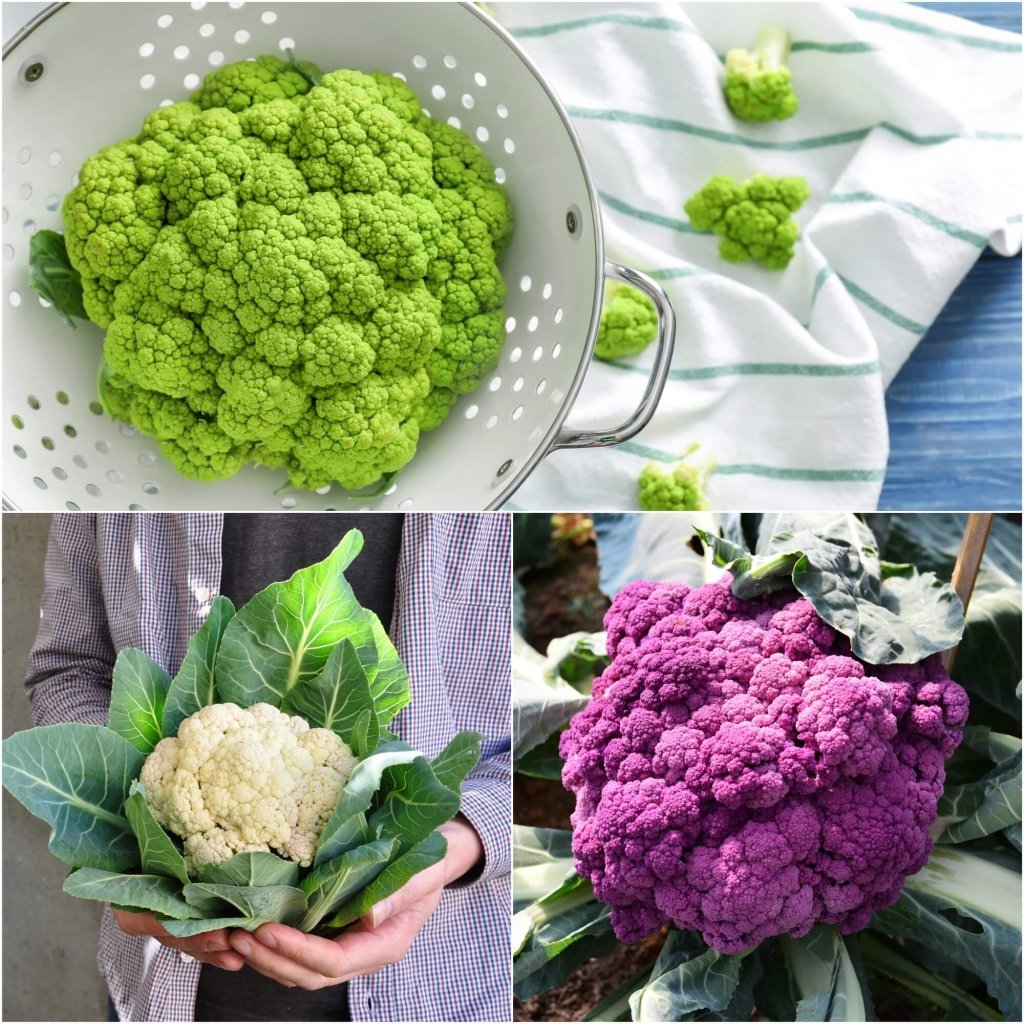 Cauliflower Seeds - Assorted 3 Packs - Happy Valley Seeds