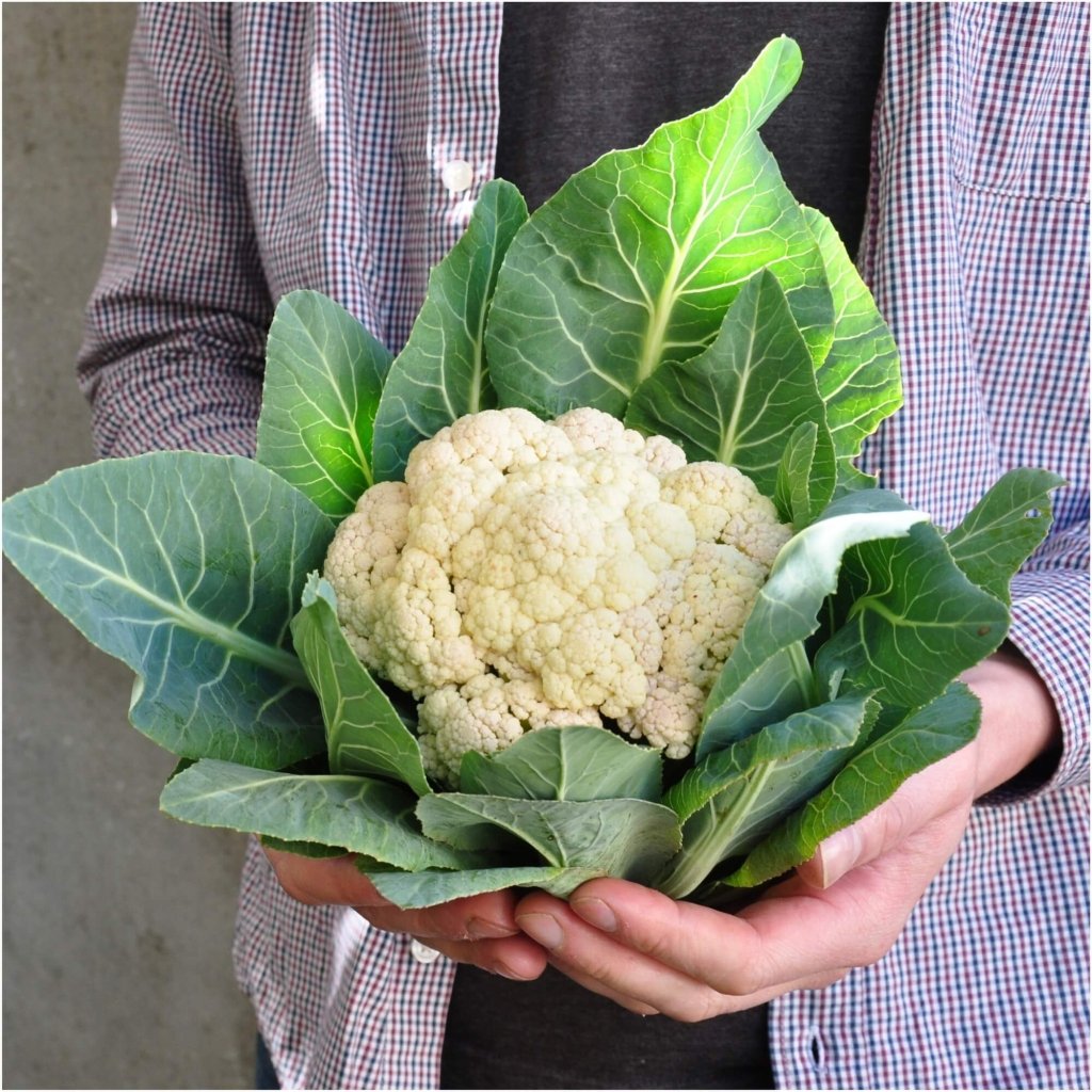 Cauliflower - Snowball Early seeds - Happy Valley Seeds