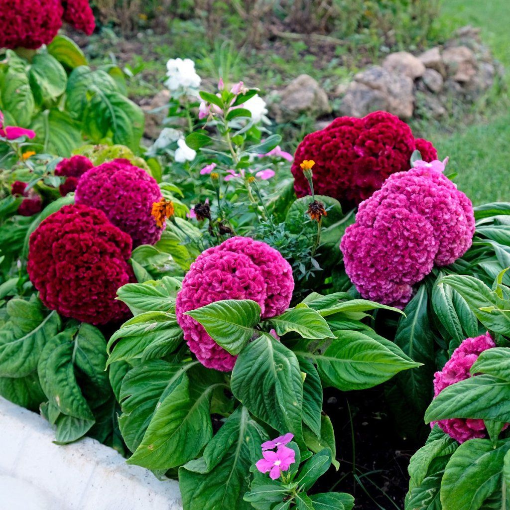 Celosia - Dwarf Coral Gardens Mix seeds - Happy Valley Seeds