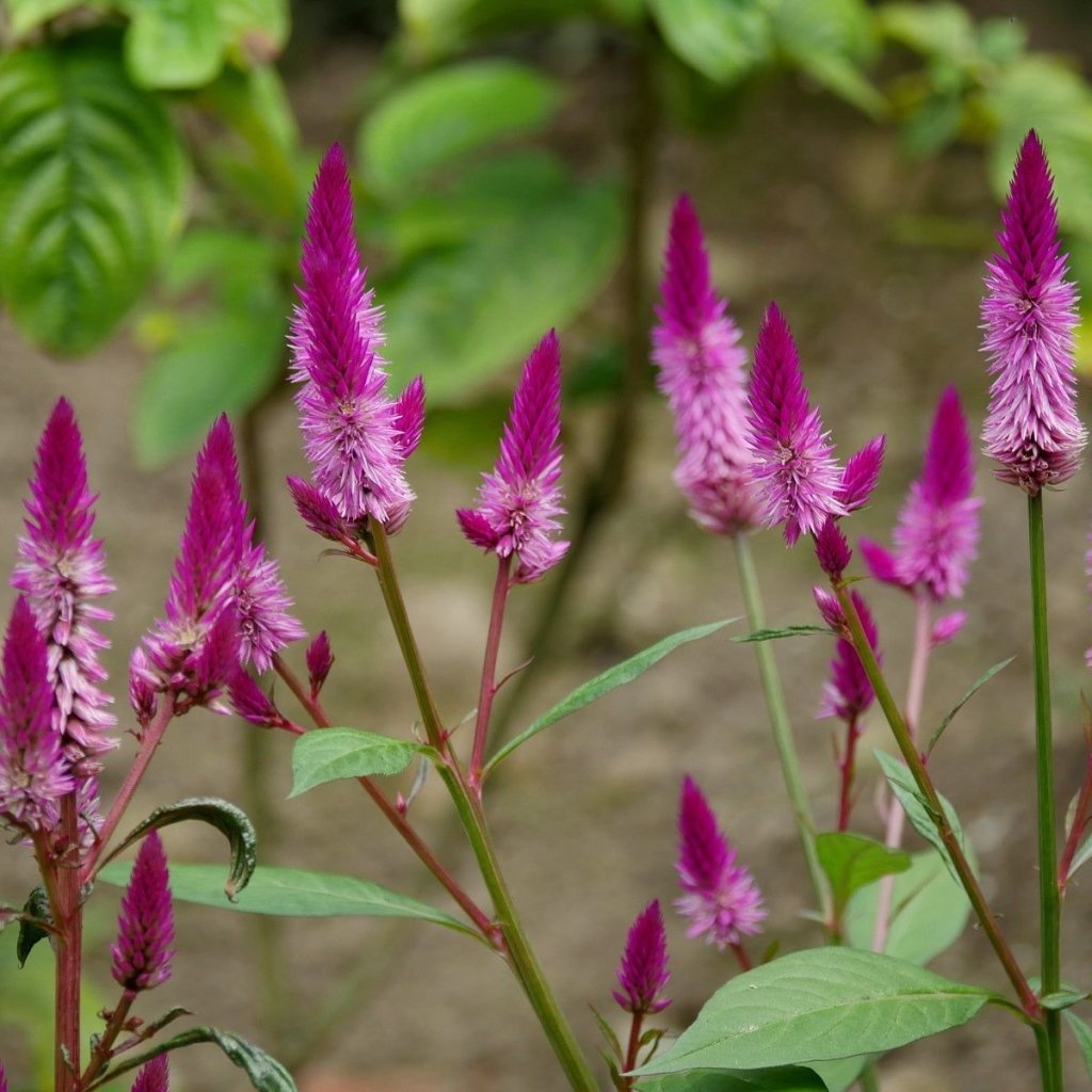 Celosia - Flamingo Feather seeds - Happy Valley Seeds