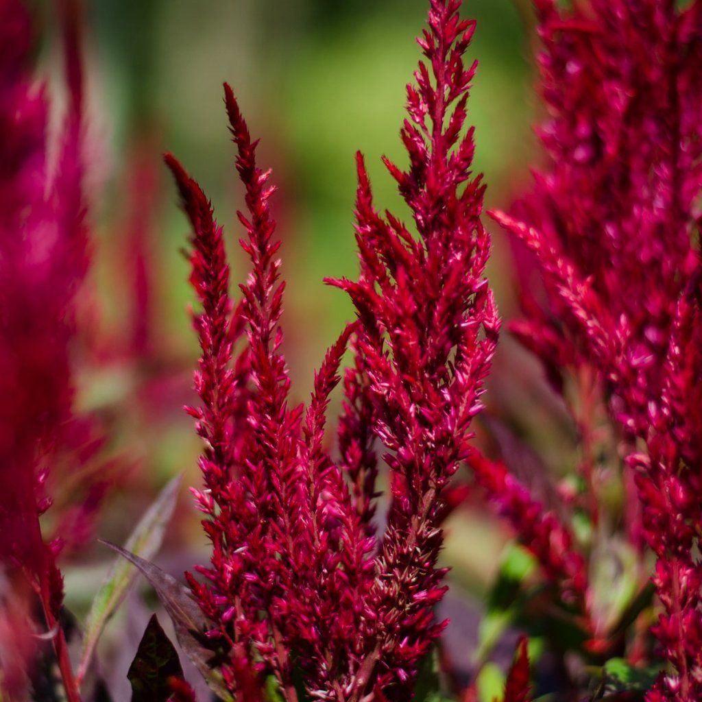Celosia - Forest Fire seeds - Happy Valley Seeds