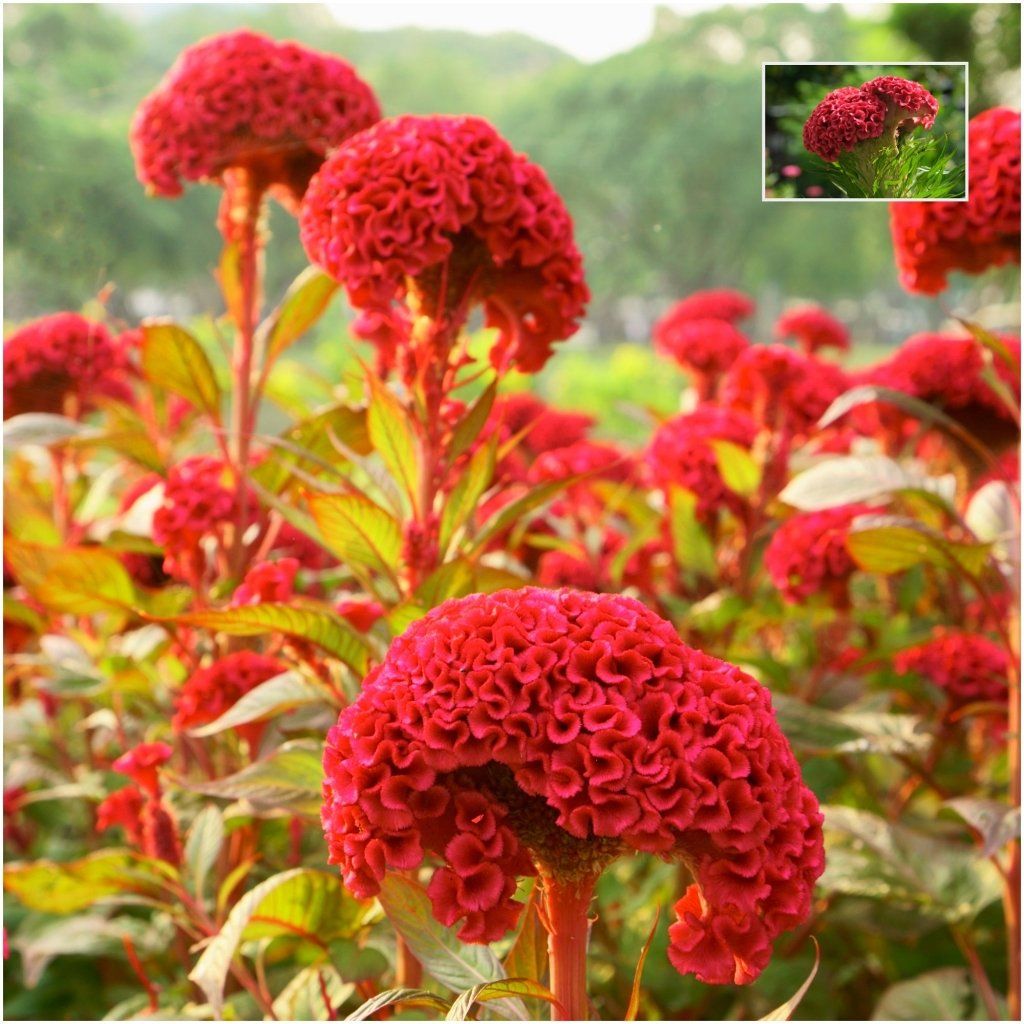 Celosia - Kurume Orange Red seeds