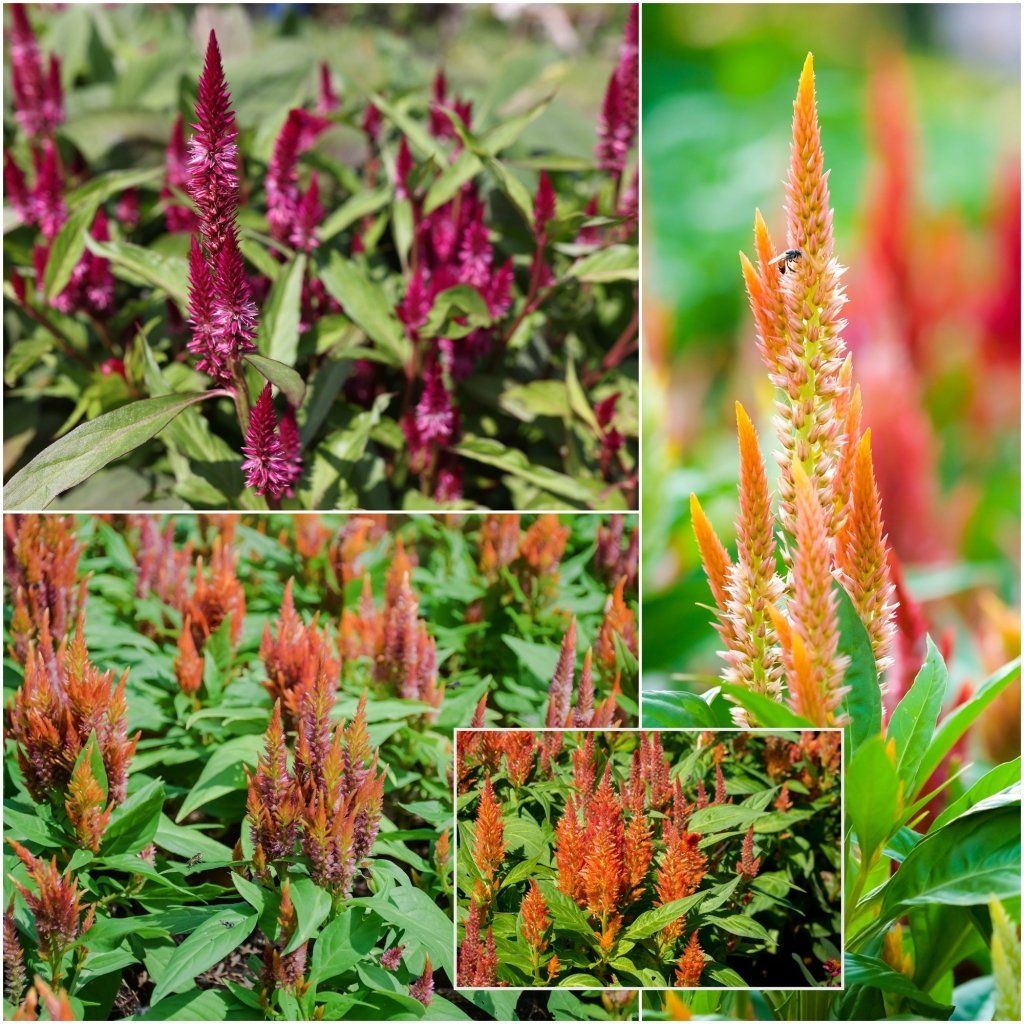 Celosia - Pampas Plume Tall Mix seeds - Happy Valley Seeds