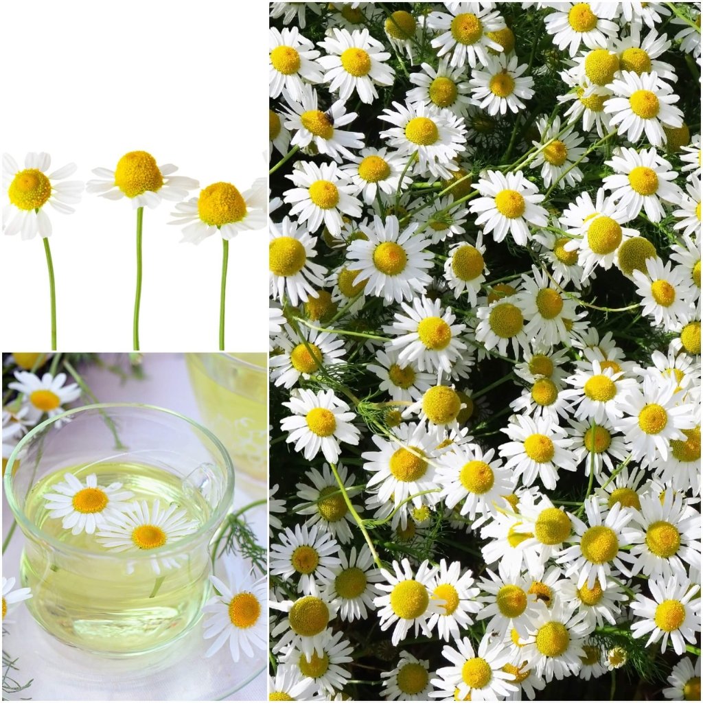 Chamomile - German seeds - Happy Valley Seeds