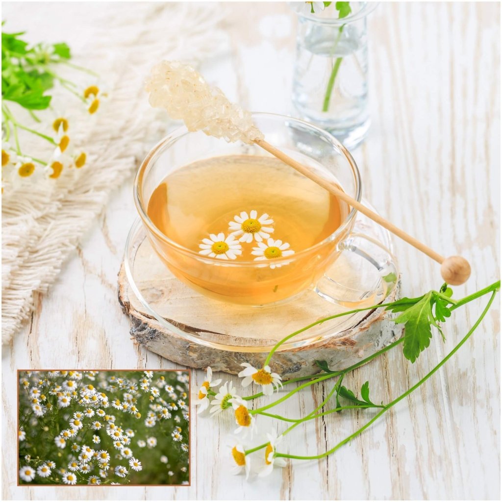 Chamomile - Roman seeds - Happy Valley Seeds