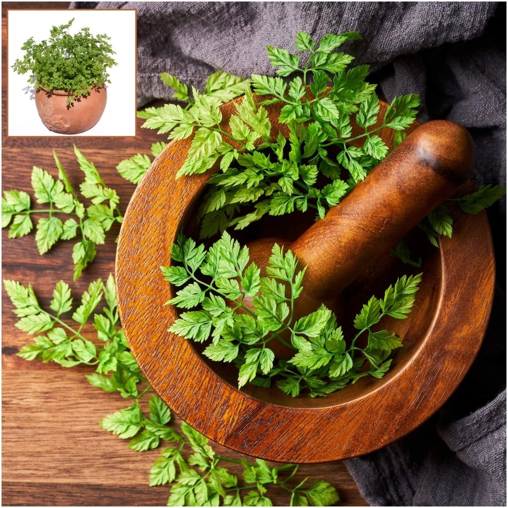 Chervil seeds - Happy Valley Seeds