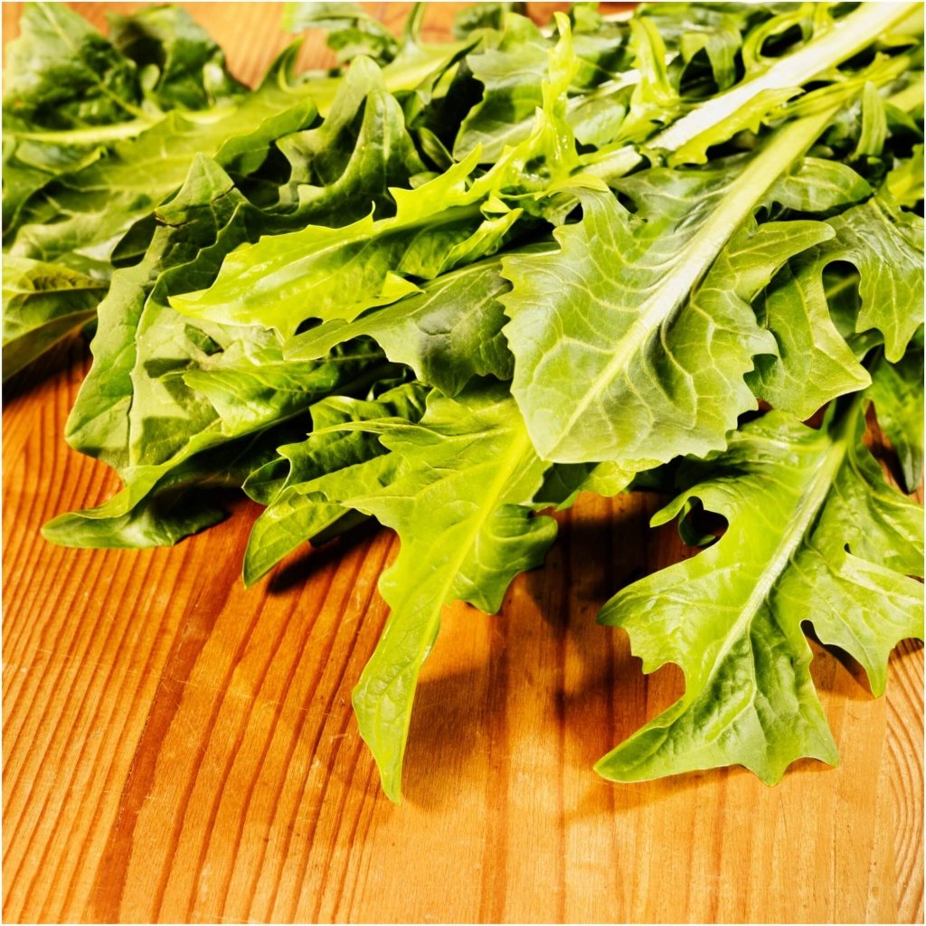 Chicory - Catalogna Long Green seeds - Happy Valley Seeds