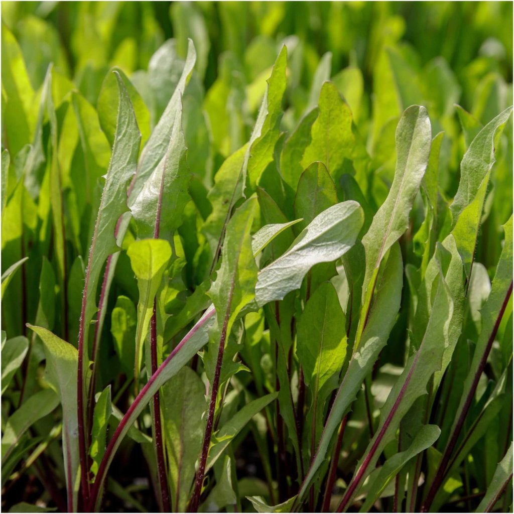 Chicory - Red Rib seeds - Happy Valley Seeds