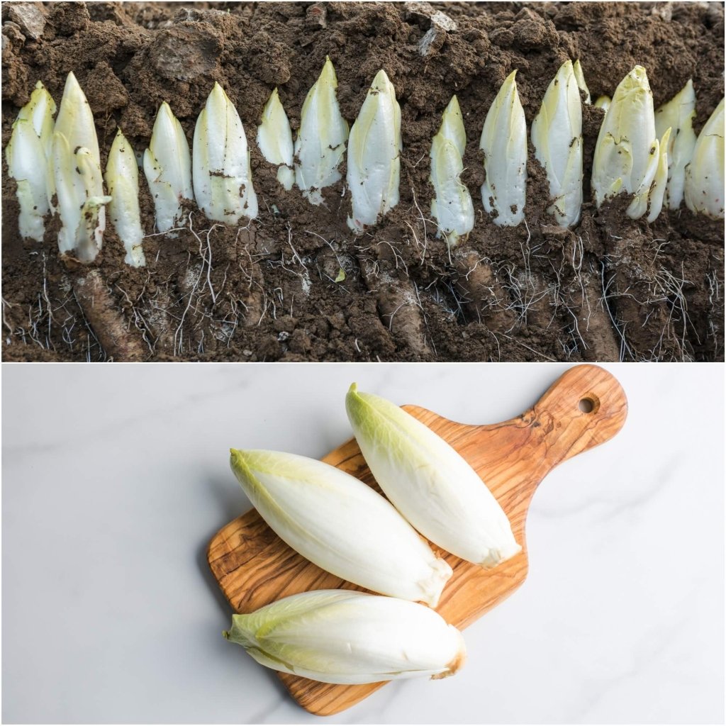 Chicory - Wiltoff seeds - Happy Valley Seeds