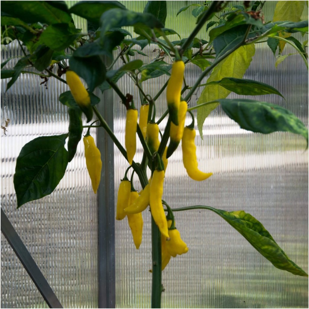Chilli - Aji Pineapple seeds - Happy Valley Seeds