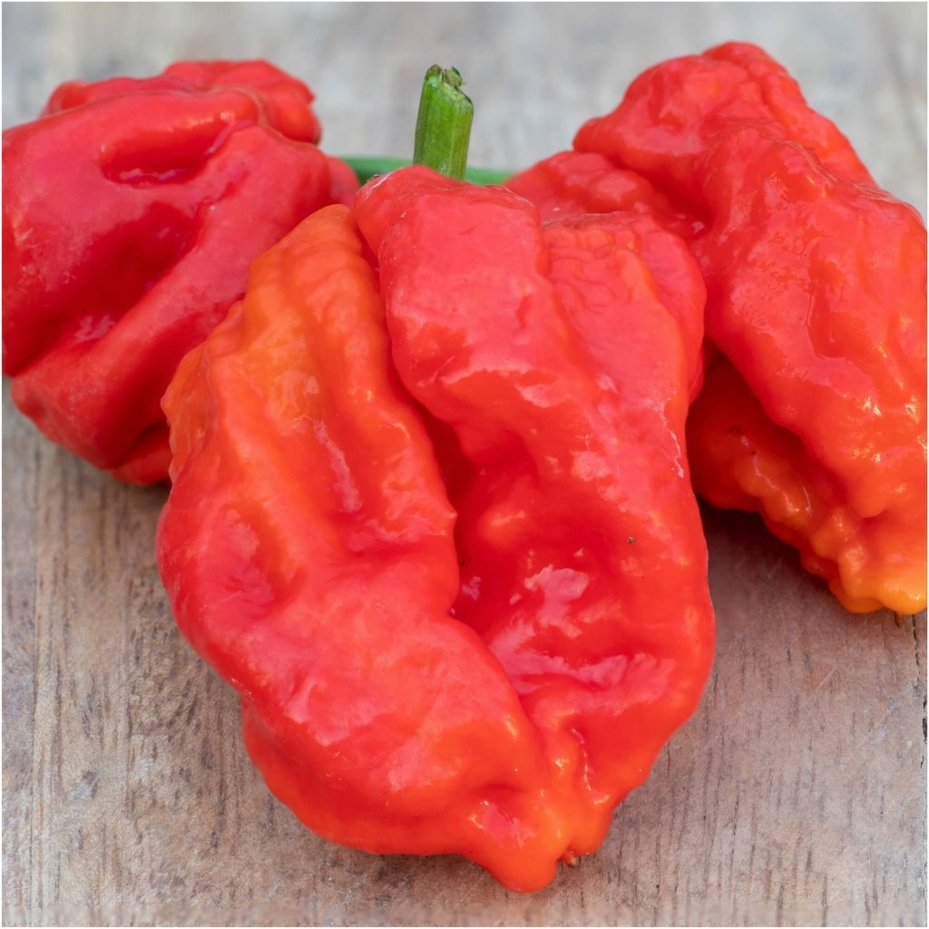 Chilli - Bhutlah SLP Red seeds - Happy Valley Seeds
