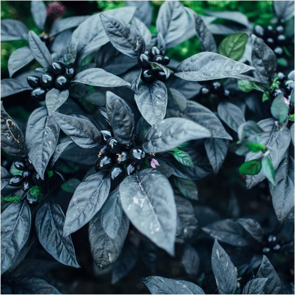 Chilli - Black Pearl seeds - Happy Valley Seeds