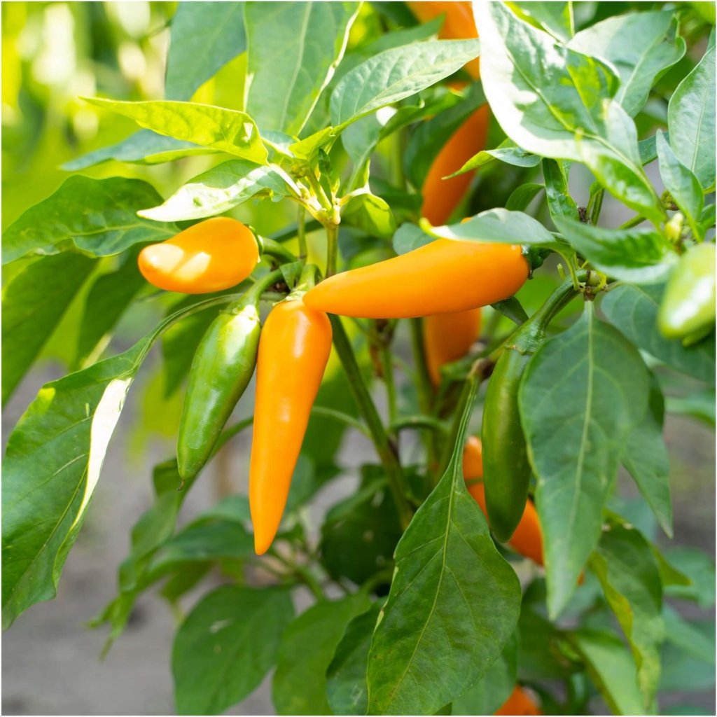 Chilli - Bulgarian Carrot seeds - Happy Valley Seeds