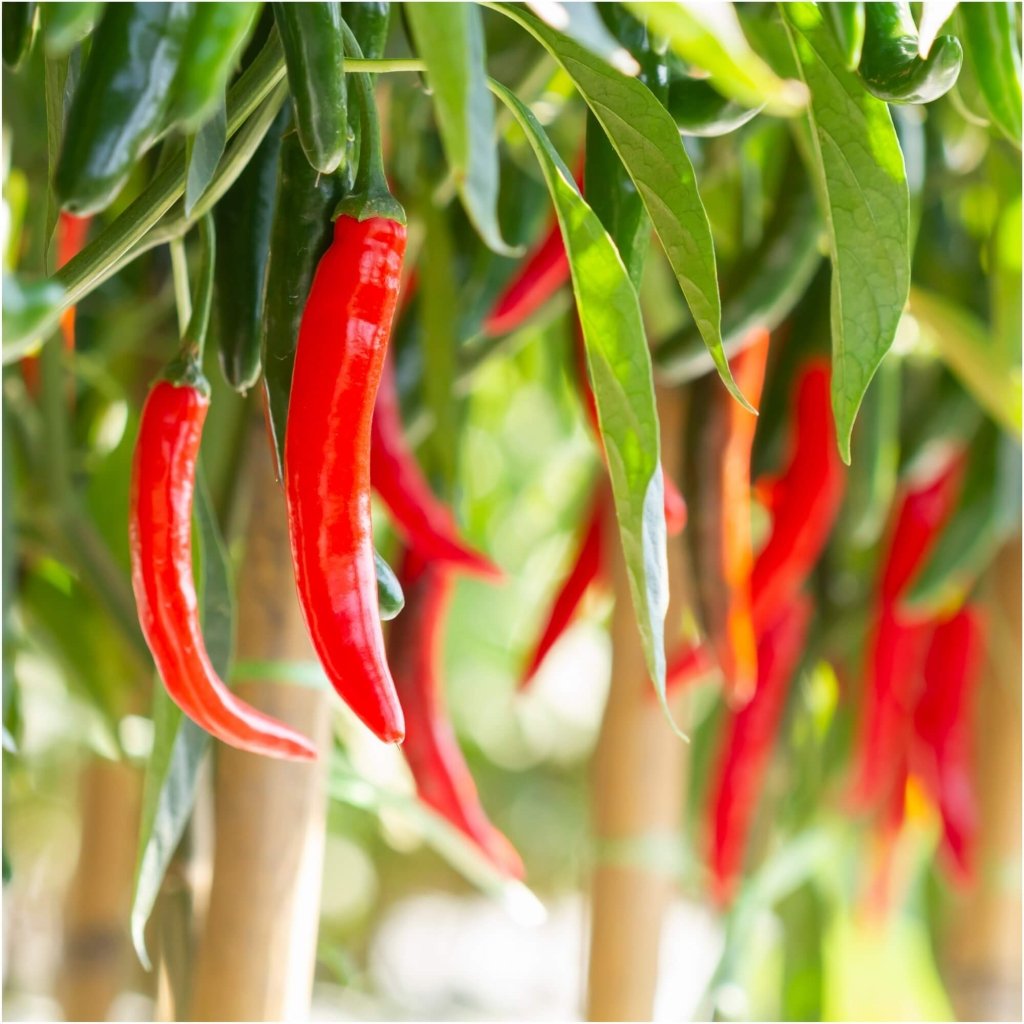 Chilli - Cayenne Red seeds - Happy Valley Seeds