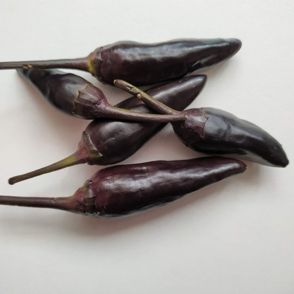 Chilli - Maui Purple seeds - Happy Valley Seeds